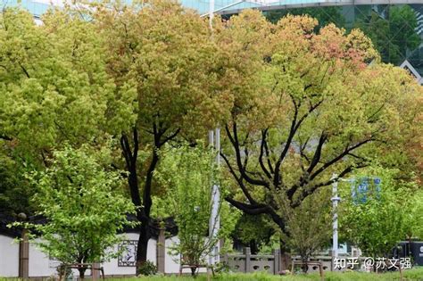 香樟花|苏州的市树——香樟